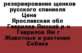 резервирование щенков русского спаниеля › Цена ­ 5 000 - Ярославская обл., Гаврилов-Ямский р-н, Гаврилов-Ям г. Животные и растения » Собаки   